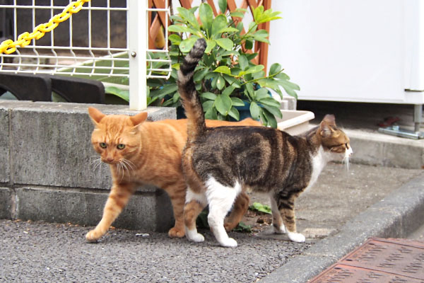 クロスするトトとネオン