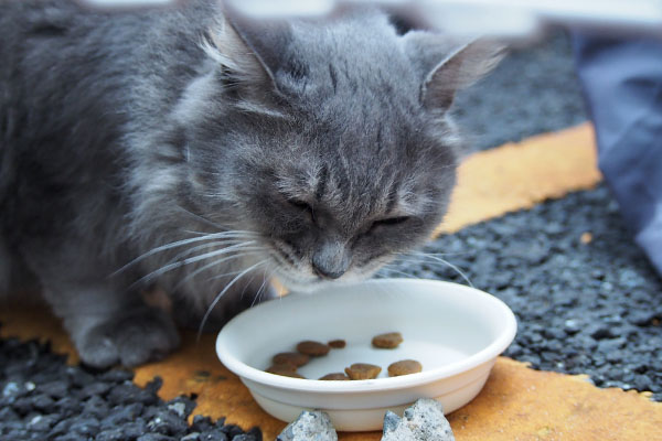 マフ　早々に召し上がる