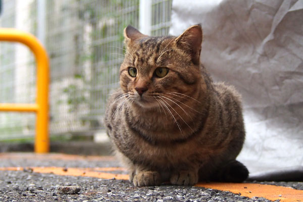 クロスがちんまり