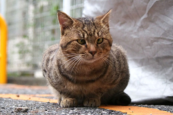 クロス　視線を外す