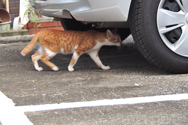 とーま　車の下へ