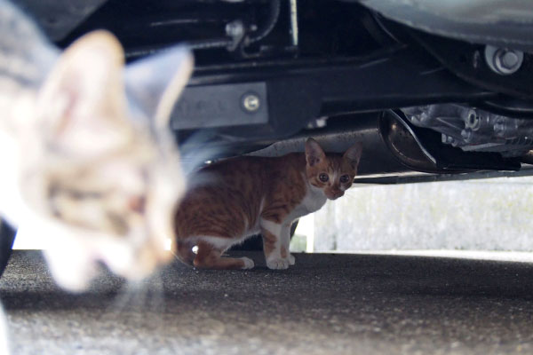 とーま　車の下からこちら見る