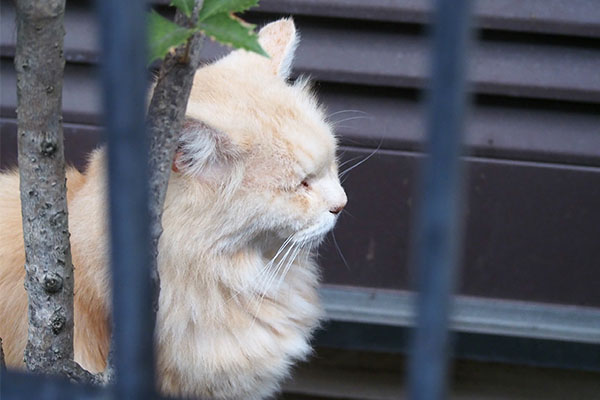 植木鉢の上にナリコマ君