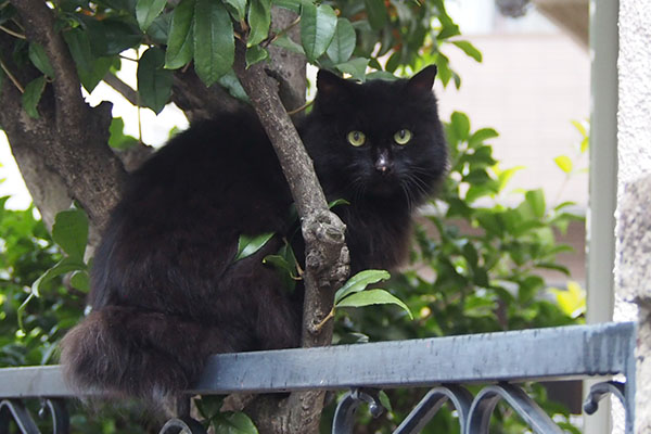 harima on the fence