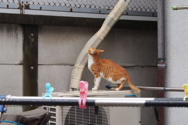 とーま　塀の上にジャンプする寸前