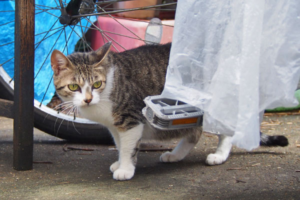 さくら　アイスを見てる