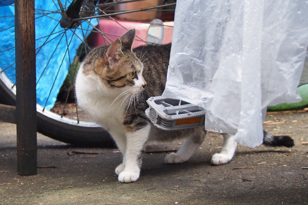 さくらも見てる