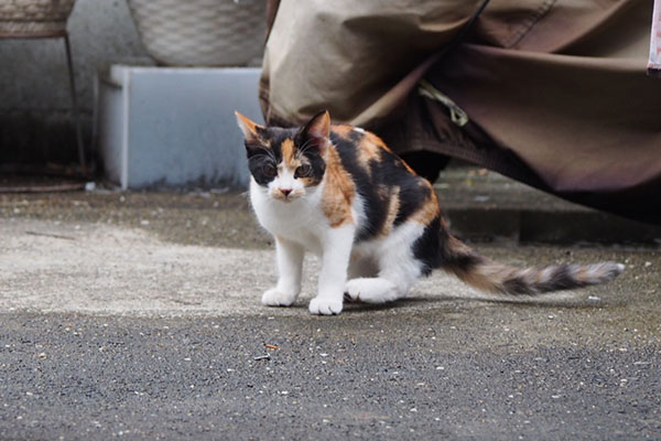 れもん　こっち見てる