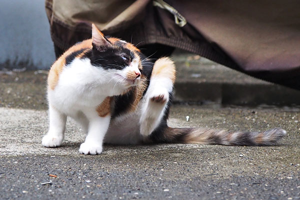 れもん　カキカキ