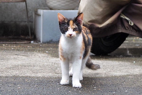 れもん　立ち姿でまっすぐ見る