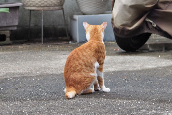 それを見てた　とーま