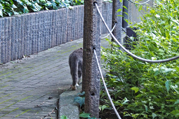 オット　すんすん歩いてく