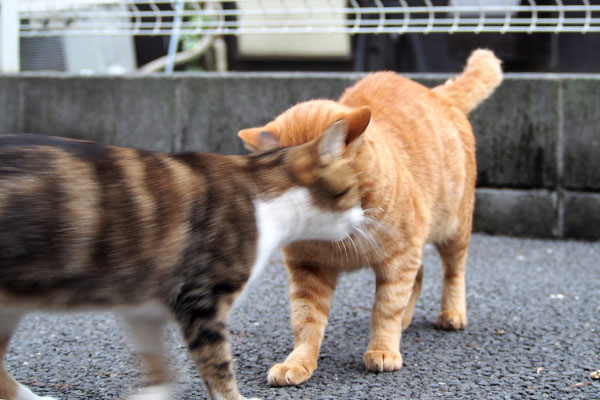 トトとネオンがいきなりスリスリ