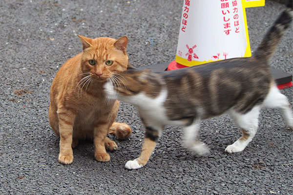 ネオンがトトにスリスリ２