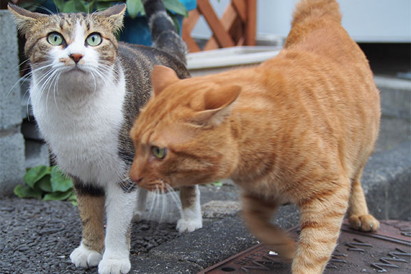 トトとネオン　近い