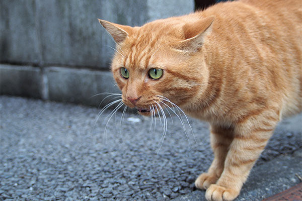 トト　停止中