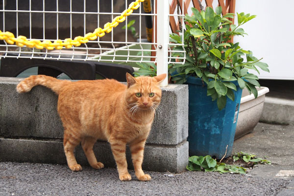 トト　ひとりの瞬間