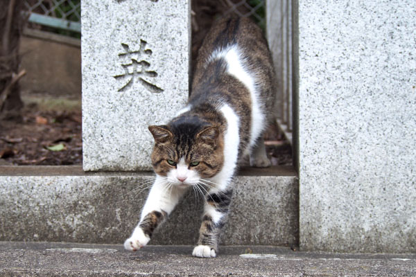 レオ太　段差で伸び