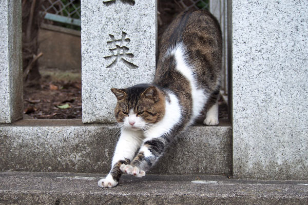 レオ太　段差で伸び２