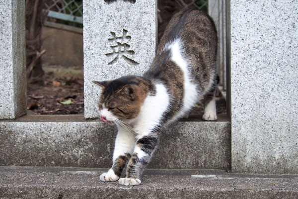 レオ太　段差で伸び３