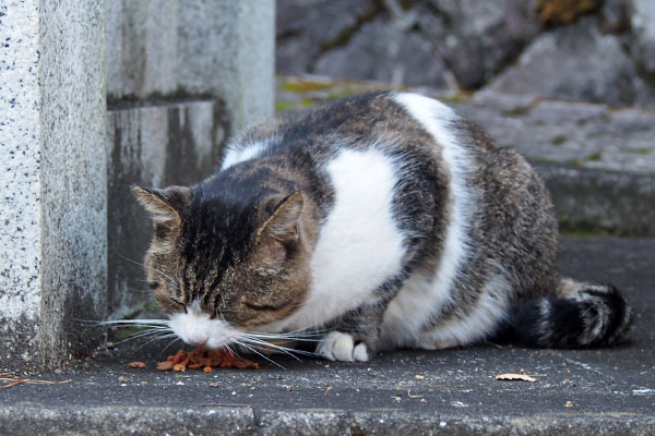 レオ太　カリカリ追加で