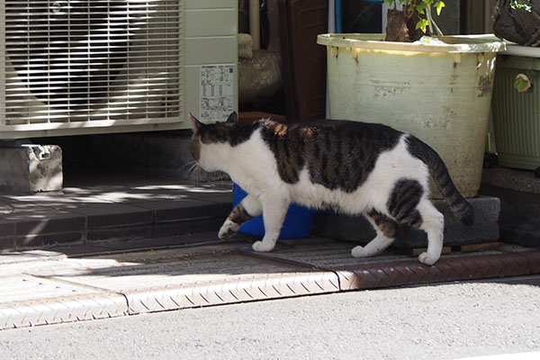 やって来たオンブレ