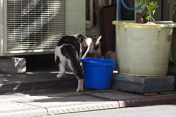 慣れた様子のオンブレ