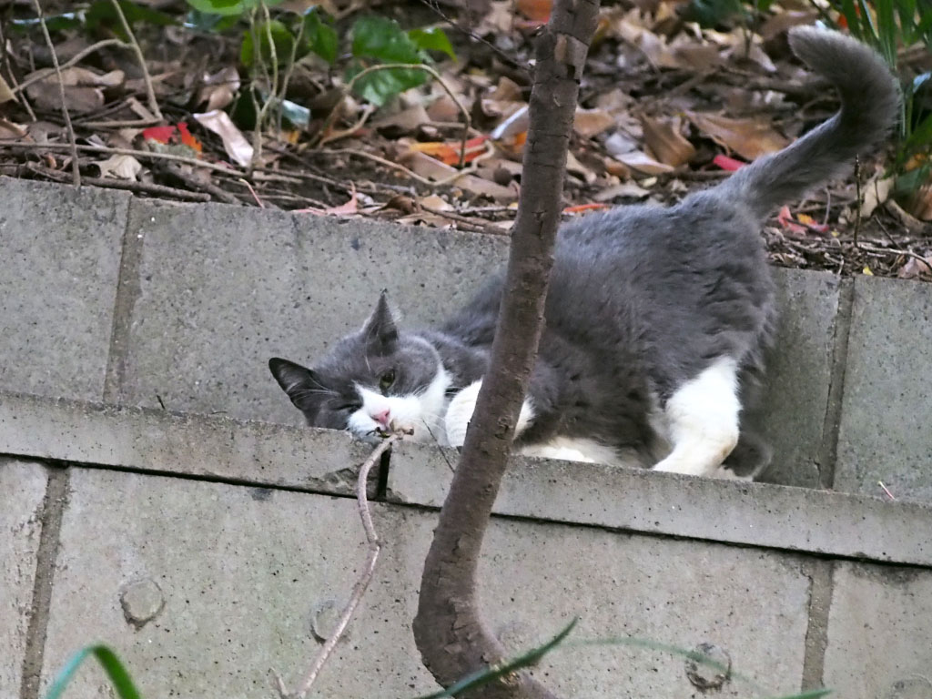 オット　石段ですりりん