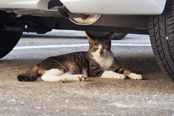 ホット　車の下