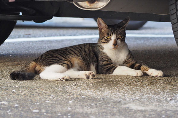 ホット　車の下２