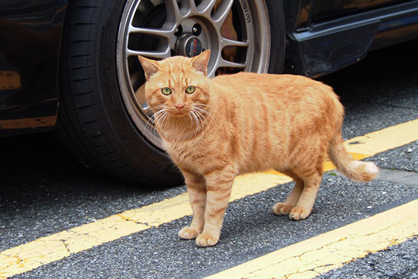 トト　駐車場に