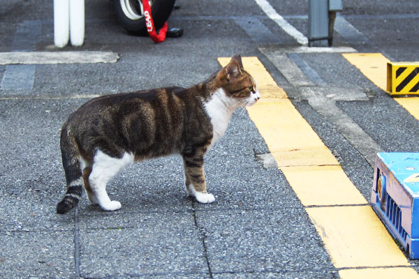 ネオンが来た