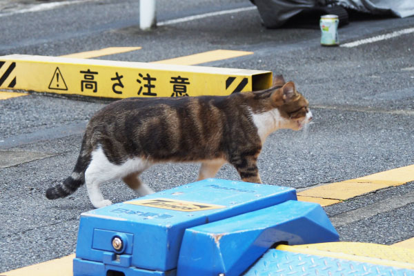 ネオン　歩く