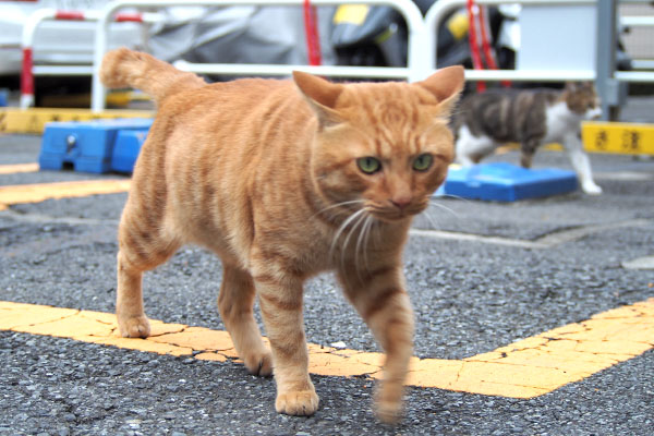 トト　イカ耳で歩く