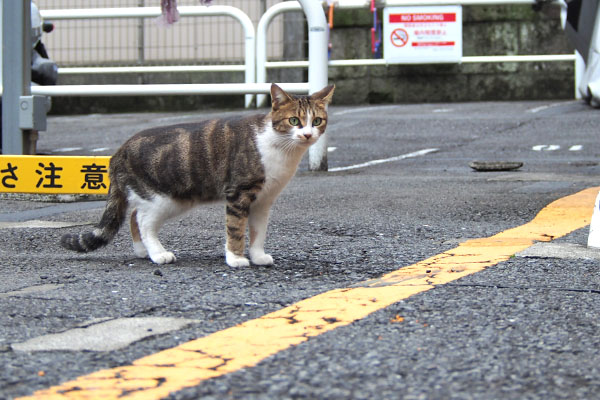 ネオン　トトを見ている