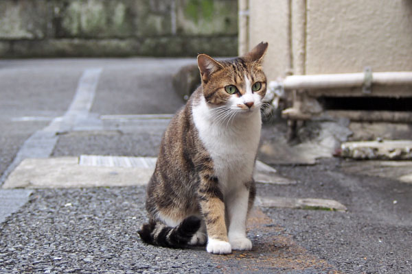 ネオン　お座り