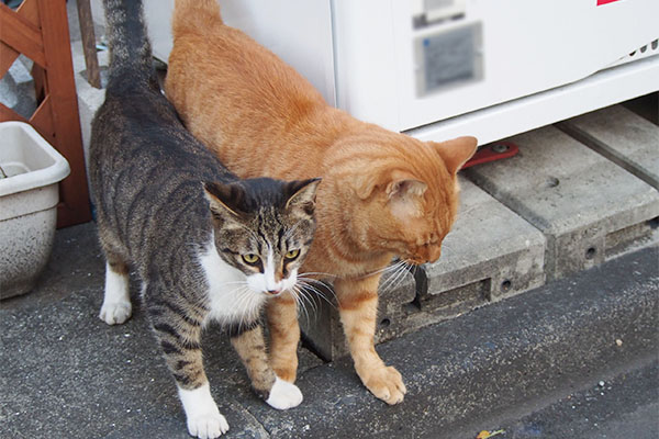 ラインがトトの前足を踏む