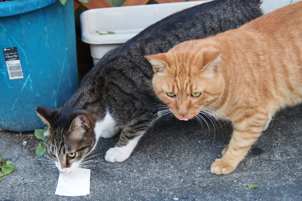 トトとライン　トトの不満顔