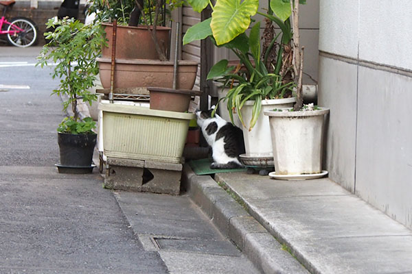 遠くから　ケイの背中