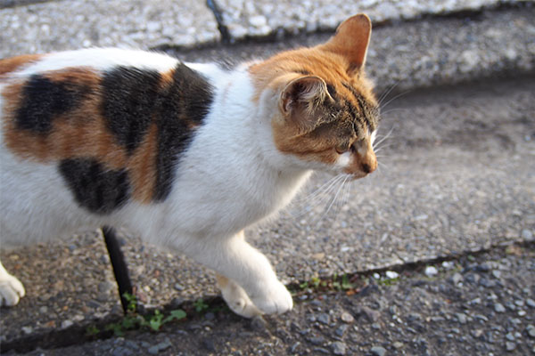 シロミ　横から