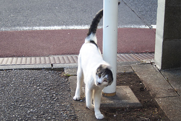 戻って頭フリフリ　アイス