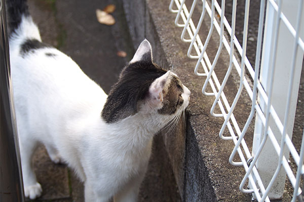 アイスが見に来た