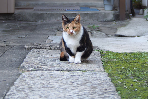 ミク　お座りして見てる