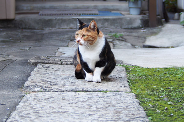 ミク　横を見てる