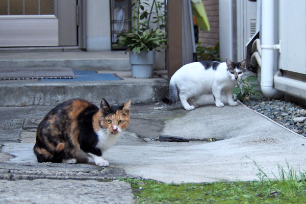 ミクとしろまる　ふたりで見てる