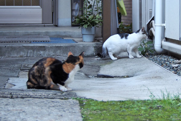 ミクがしろまるを見る