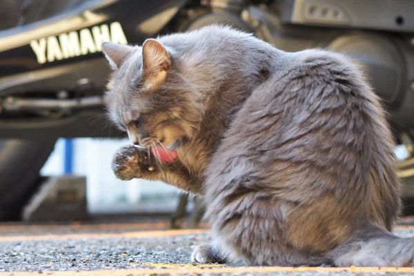 マフ　お手てなめなめ