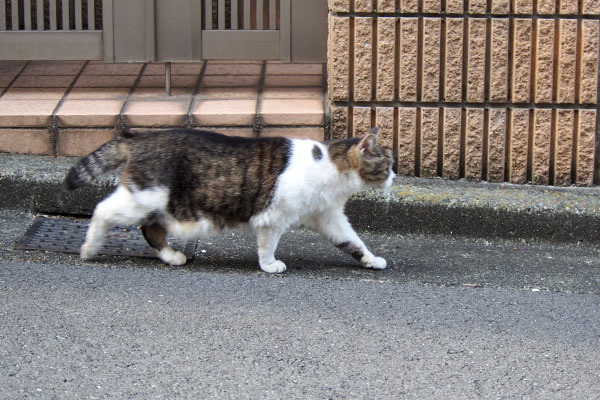 真横にももちゃん