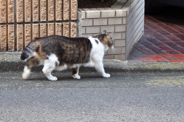 お隣りさんちからももちゃん