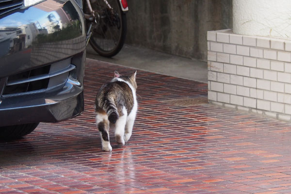 普通に入るももちゃん